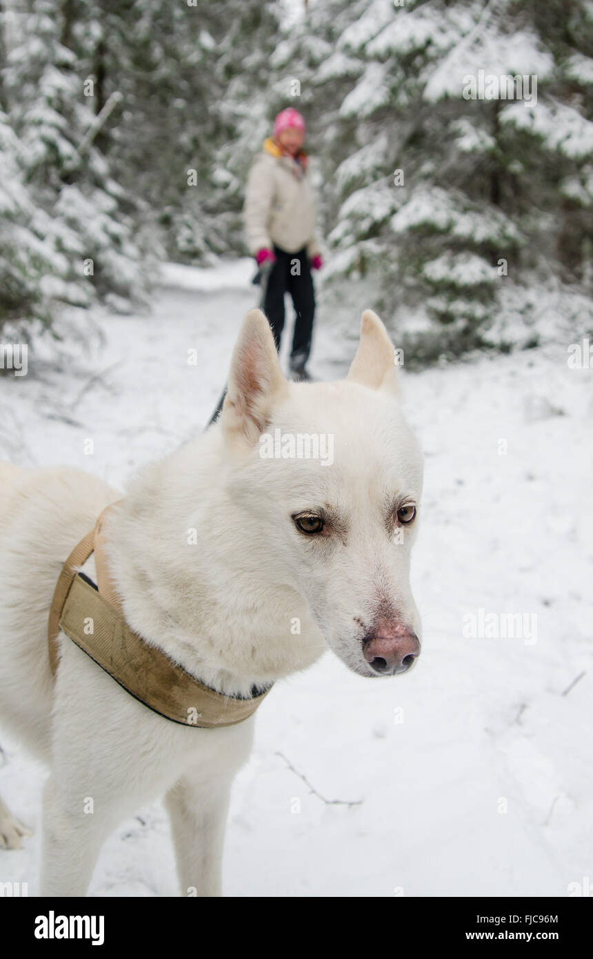 The woman with a dog on walk in a winter wood Stock Photo - Alamy
