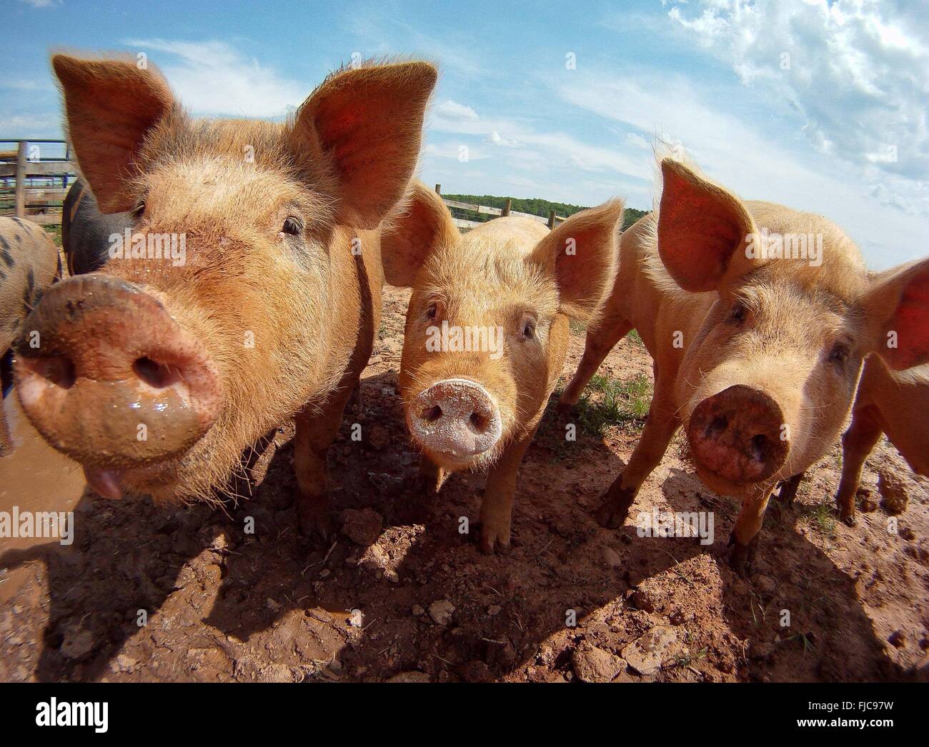February Pigs Pigs close up snouts face farm hi-res stock photography and images - Alamy