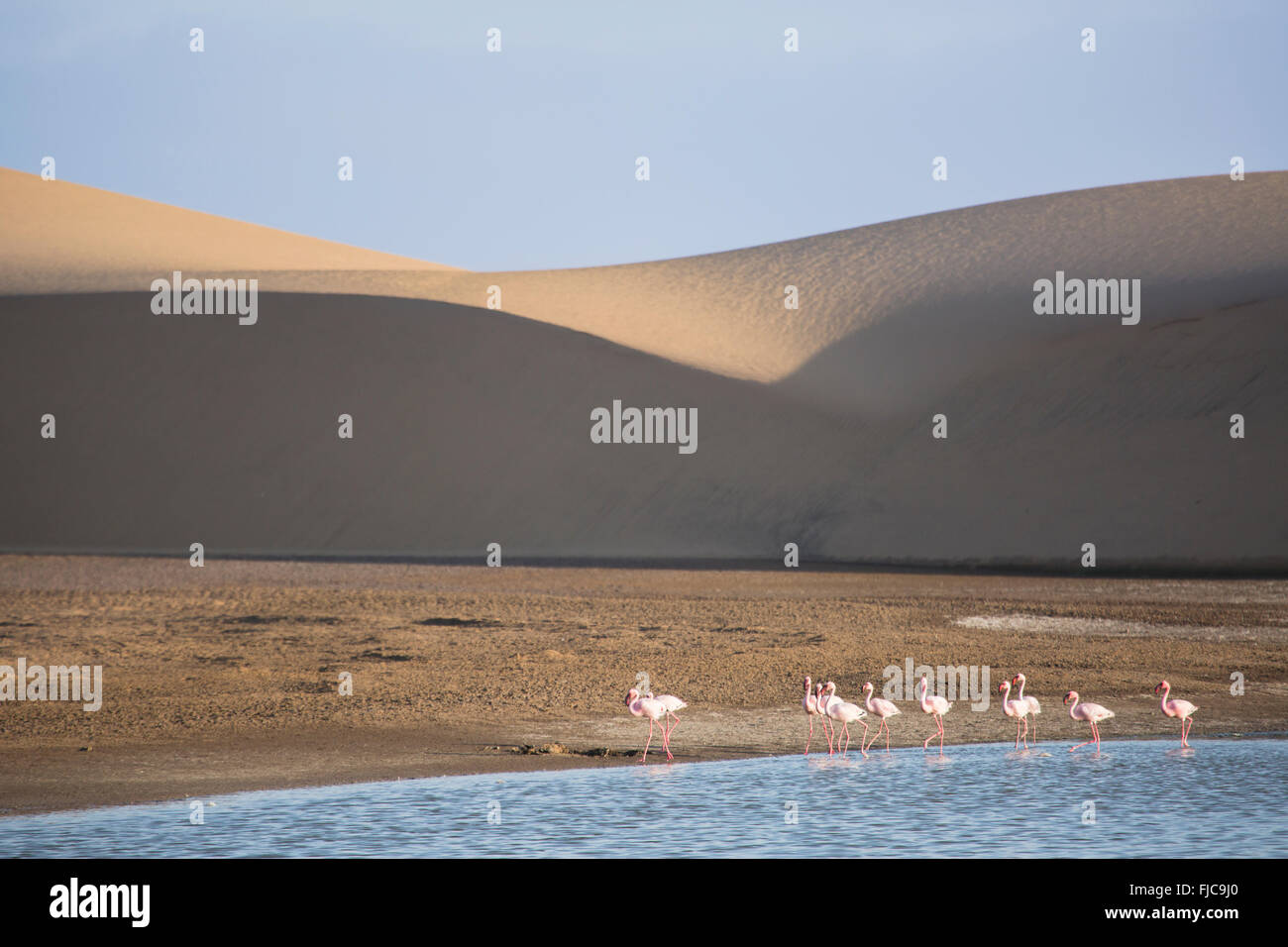 Flamingos at the Walvis Bay wetland Stock Photo