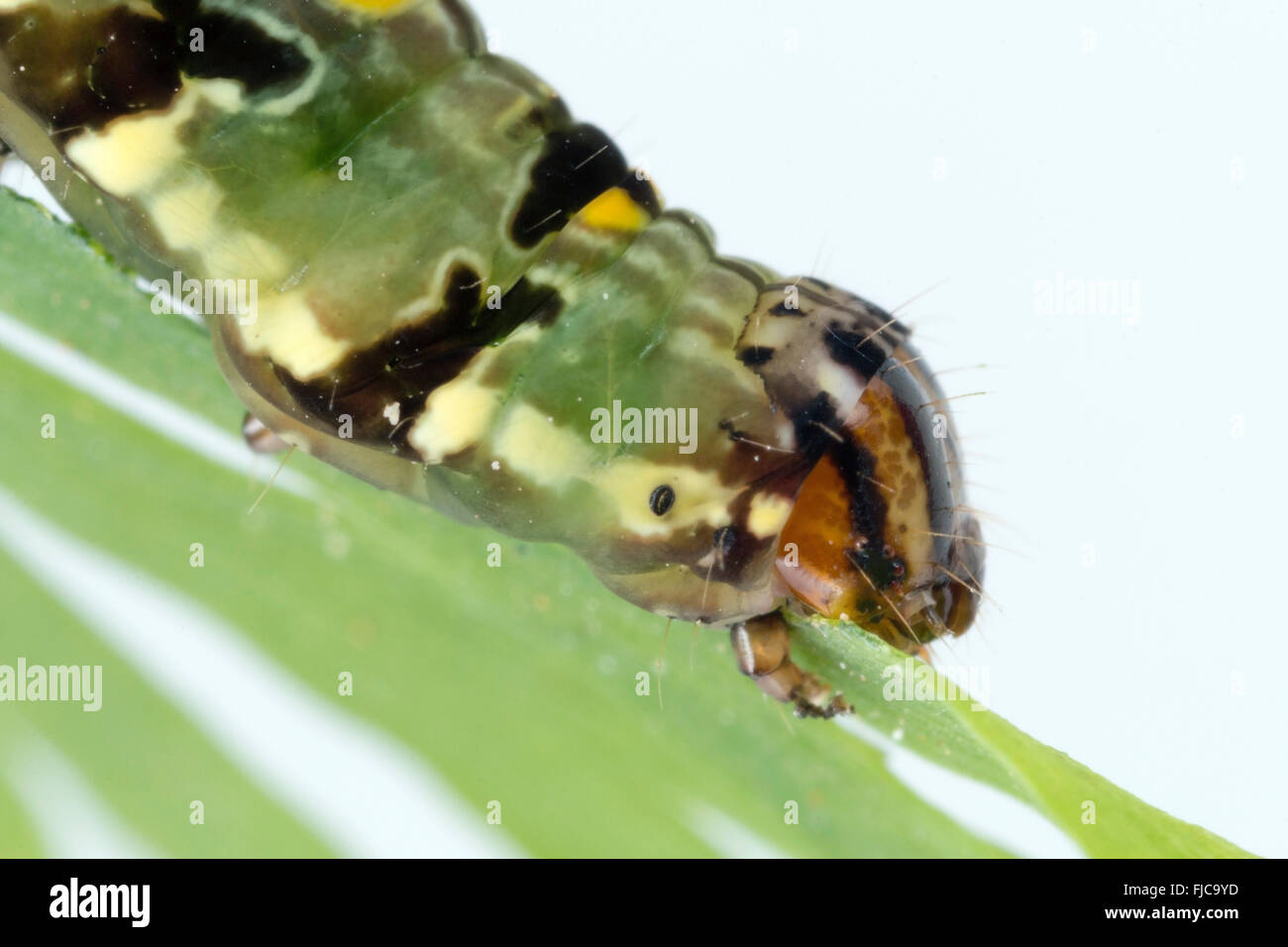 Caterpillar on fern Stock Photo Alamy