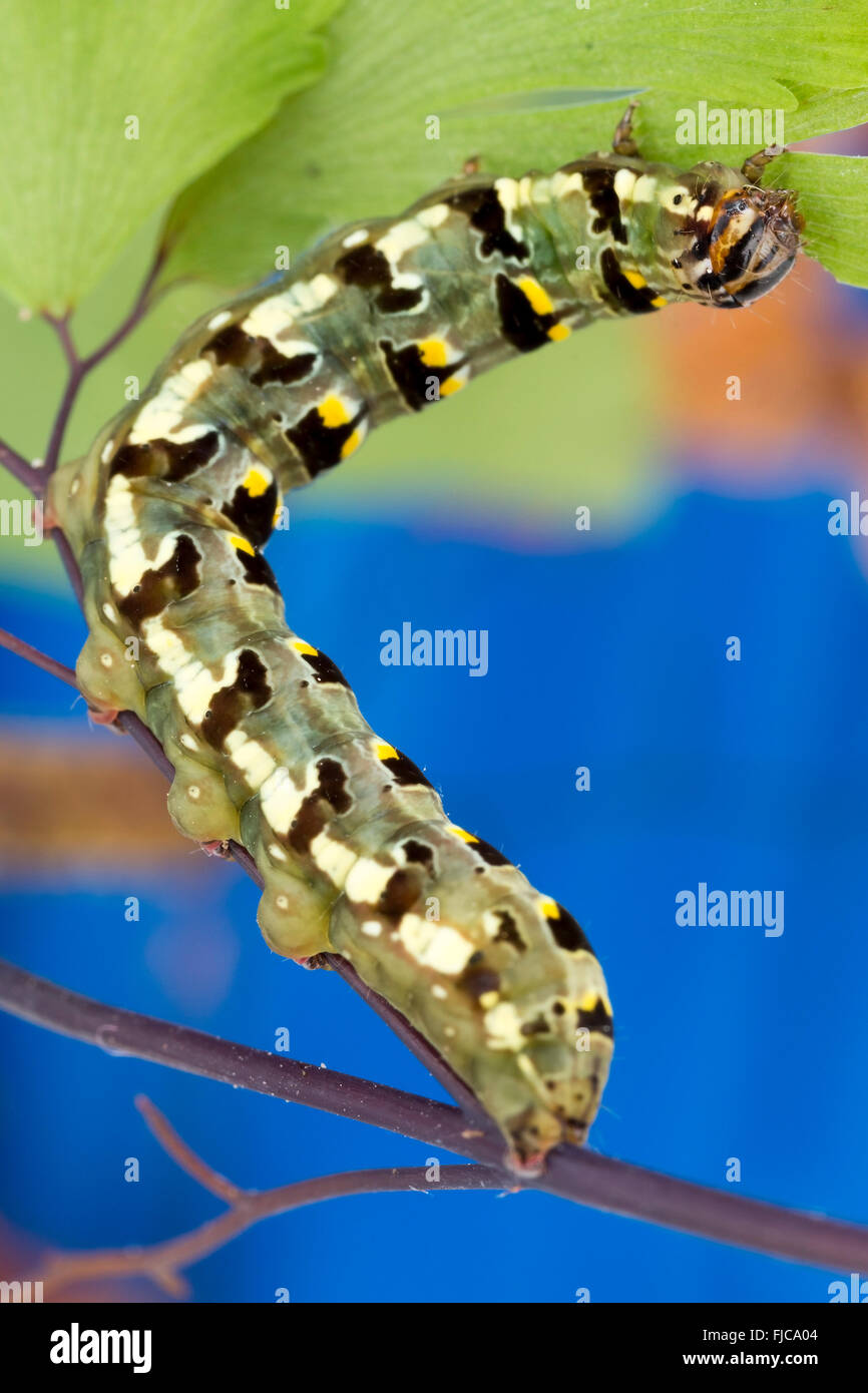 Caterpillar on fern Stock Photo Alamy