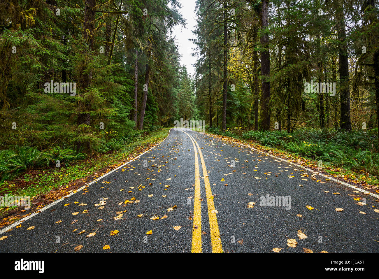 Deserted road in the Hoh Rainforest of the Olympic National Park. Stock Photo