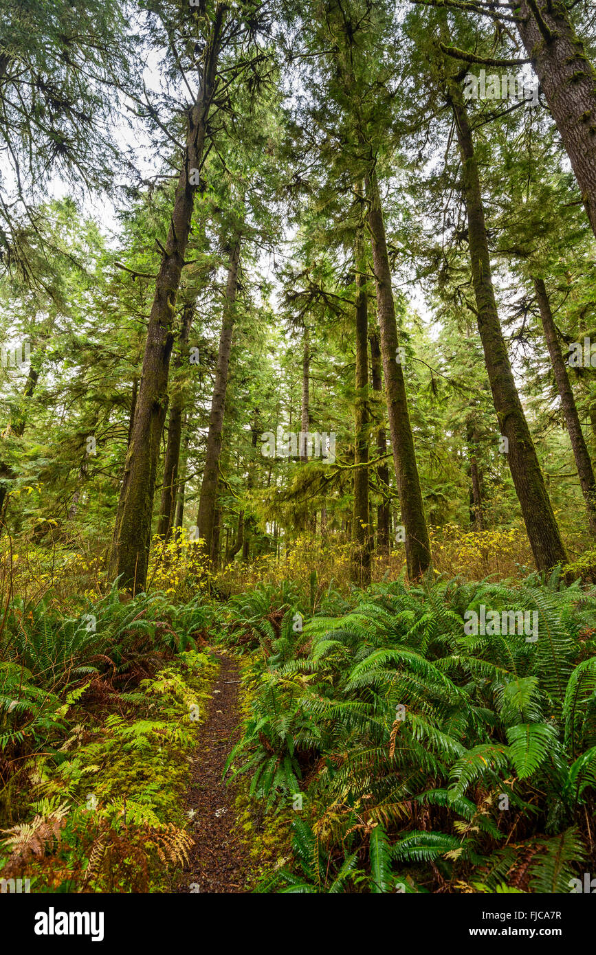 James Pond Nature Trail in Mora of the Olympic National Park in Washington State. Stock Photo