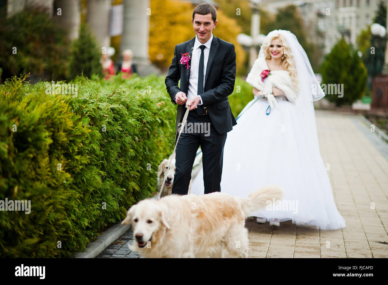 dog wedding dress golden retriever Yellow Mirror Frock Dog Wedding Dress – Designer Bridal Outfit for Pets