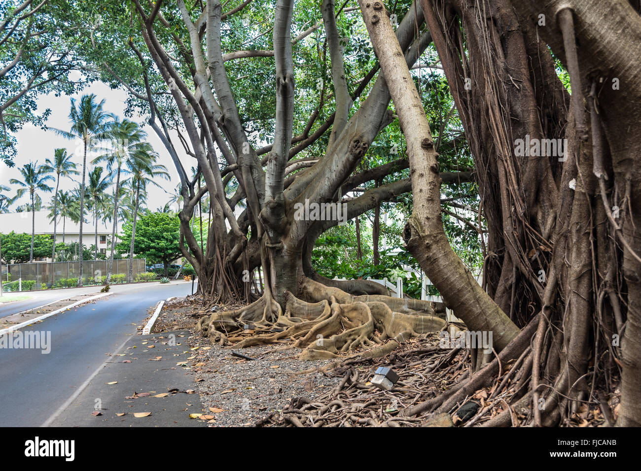 Tree roots above the soil, Kauai, Hawaii Stock Photo Alamy