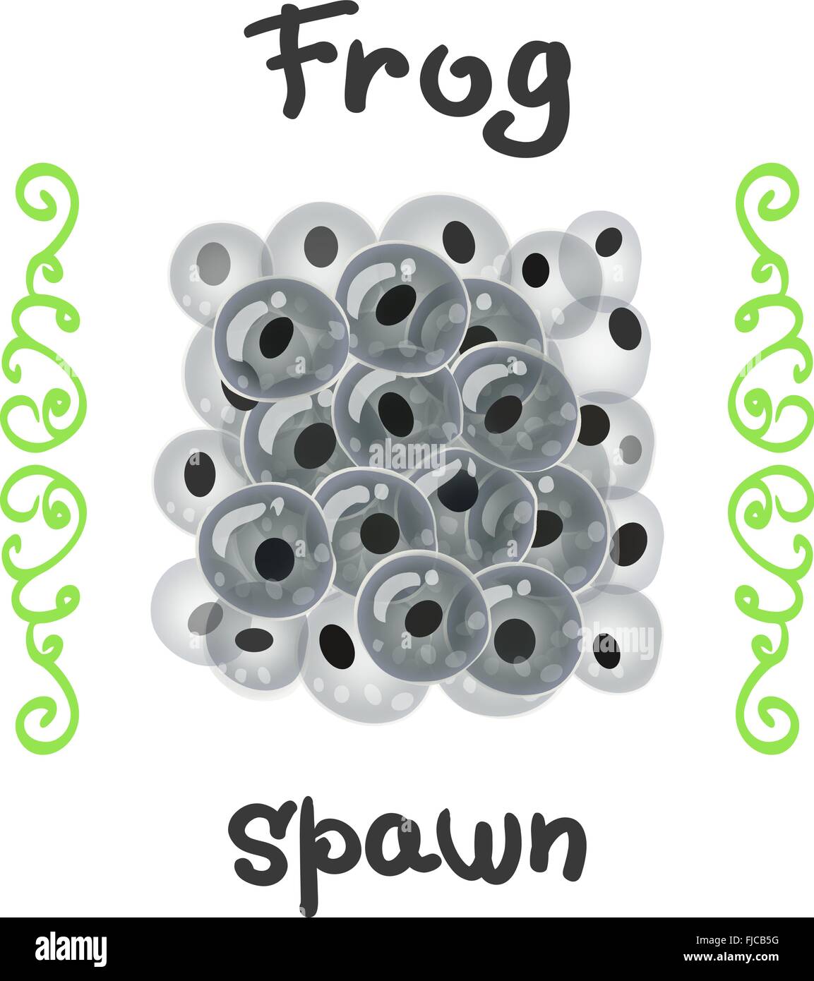 Fertilized clutches, frogspawn or of a large fish. The egg of a