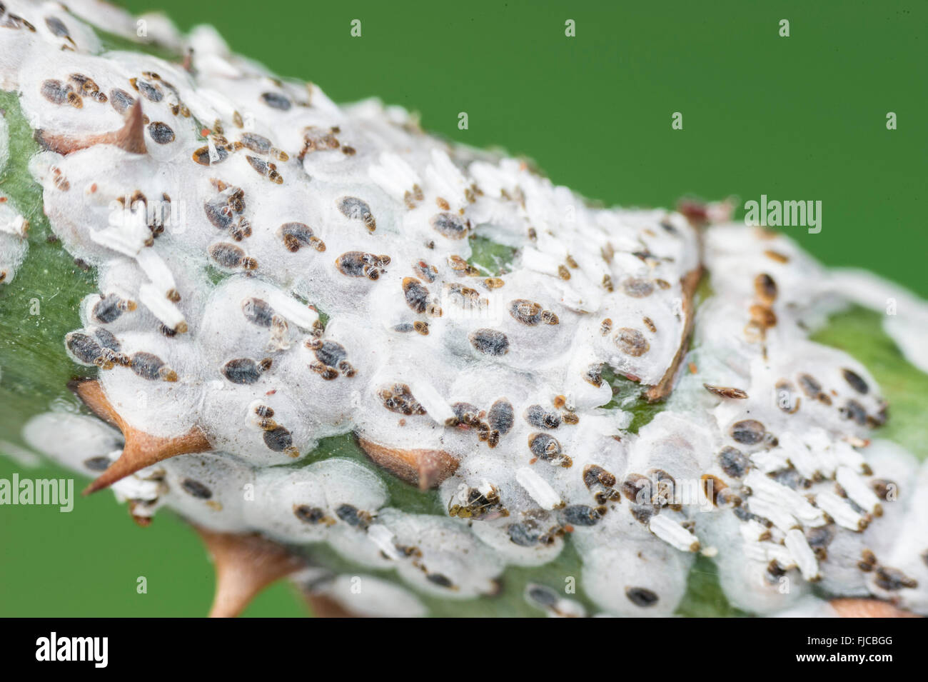 Scale insect pest hires stock photography and images Alamy