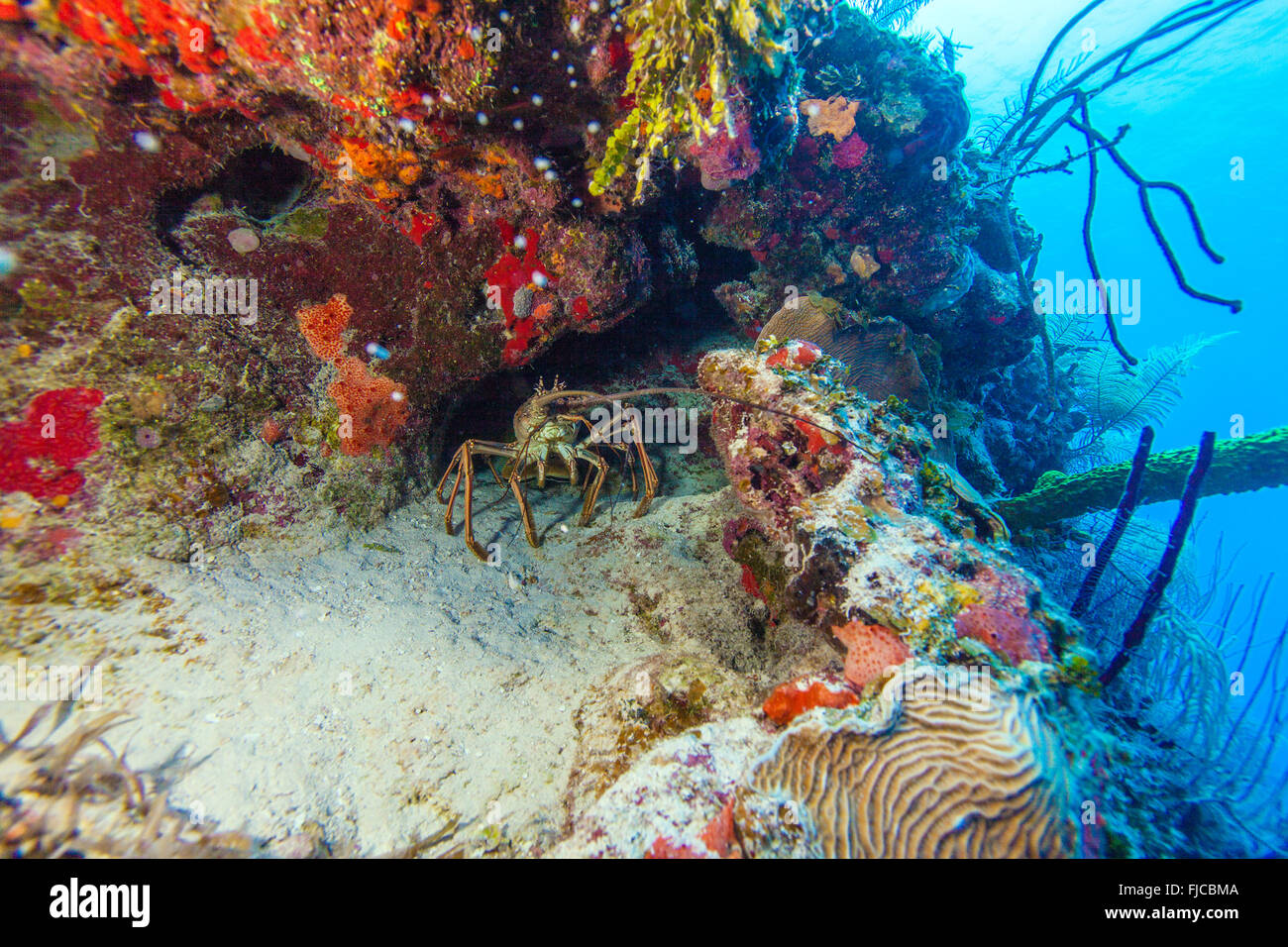 Red lobster in the wild, Cayo Largo, Cuba Stock Photo