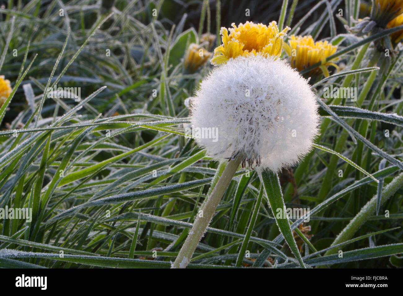 Spring dandelion head in hi-res stock photography and images - Alamy