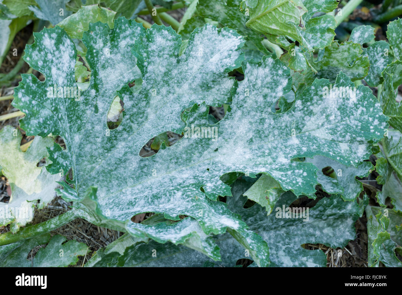 Powdery mildew on zucchini plant Stock Photo