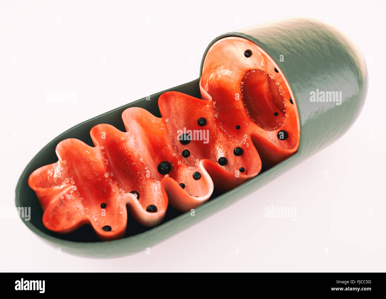 Mitochondria Stock Photo