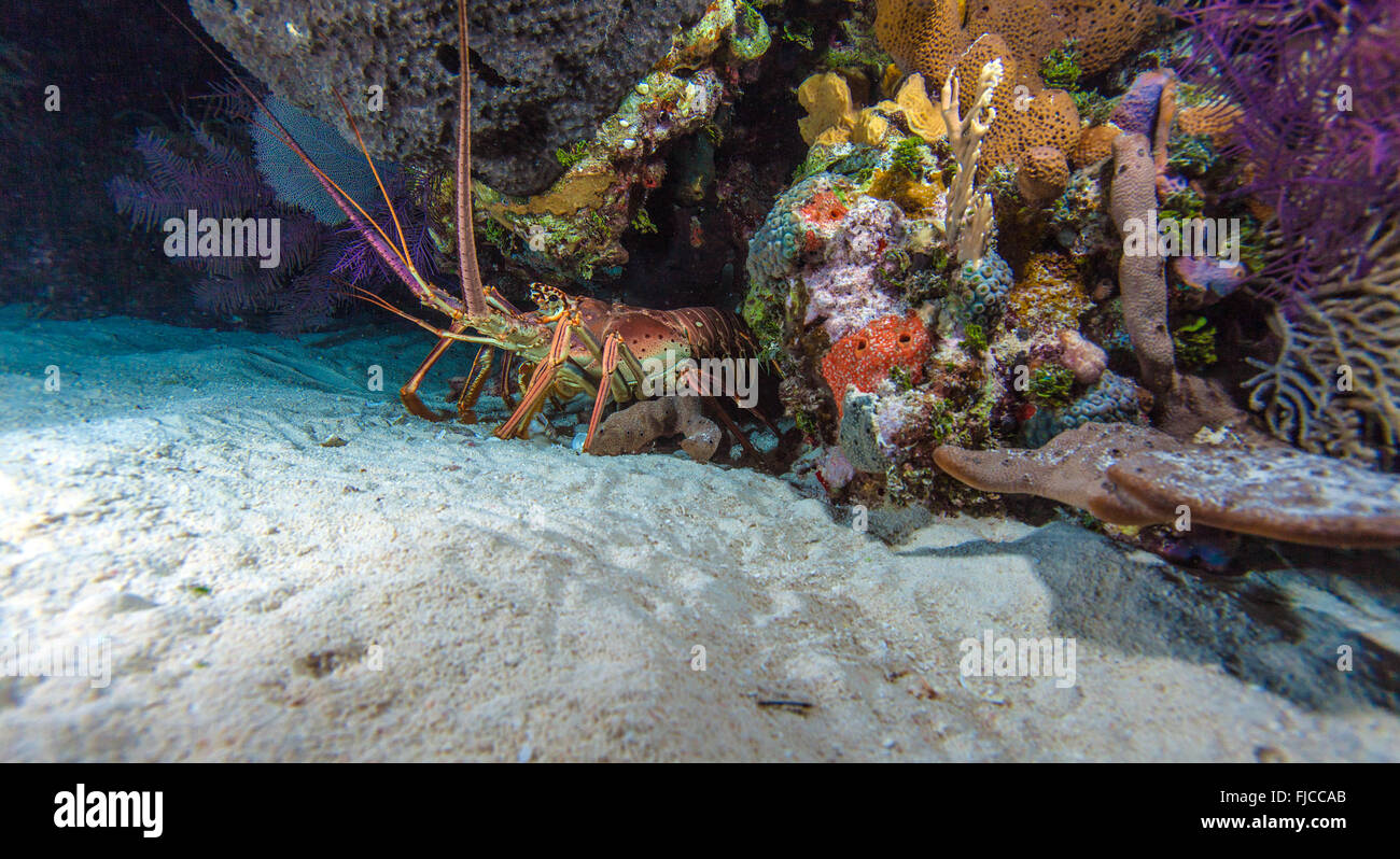 Red lobster in the wild, Cayo Largo, Cuba Stock Photo