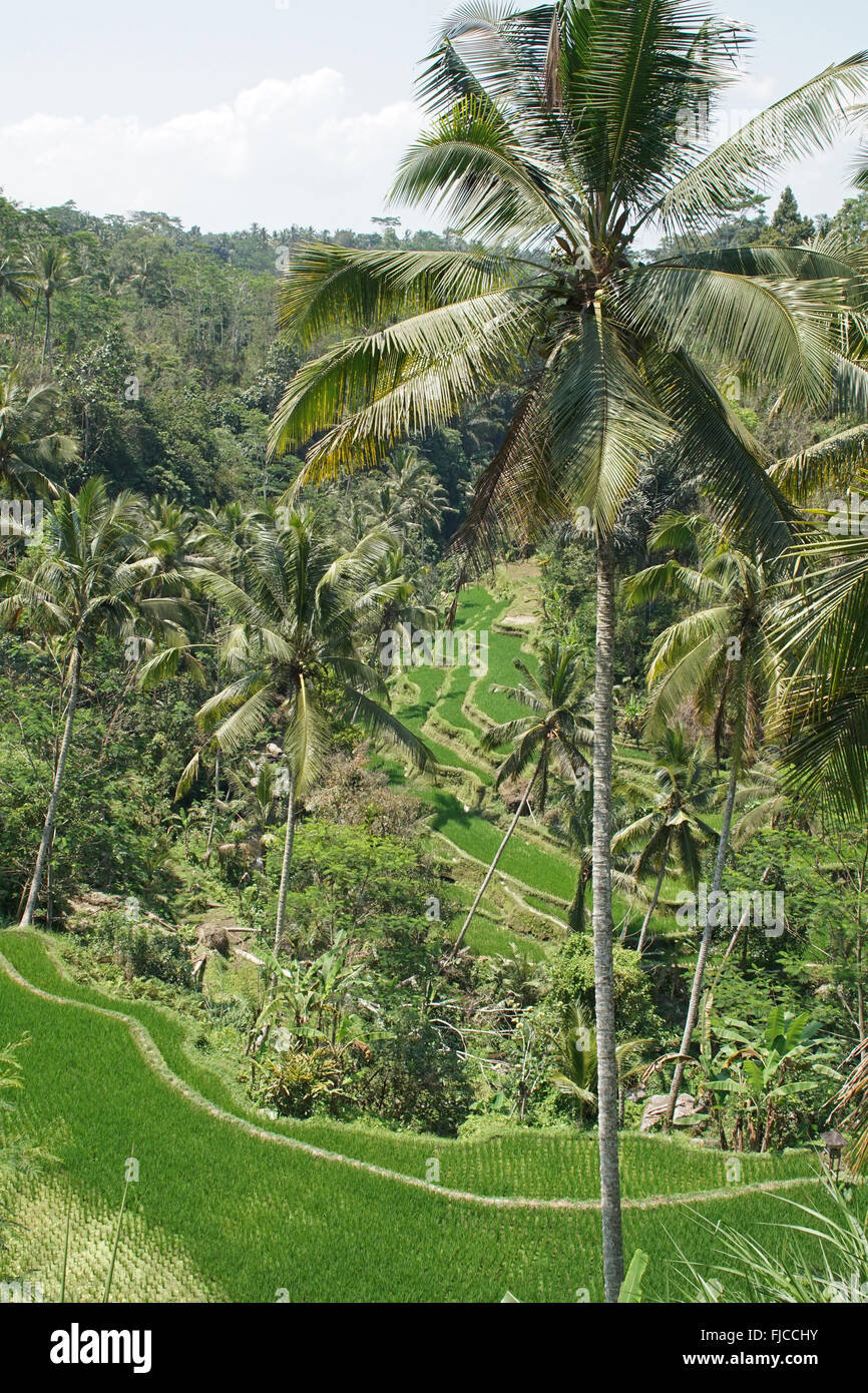 Rice field, Bali, Indonesia, Asia Stock Photo - Alamy