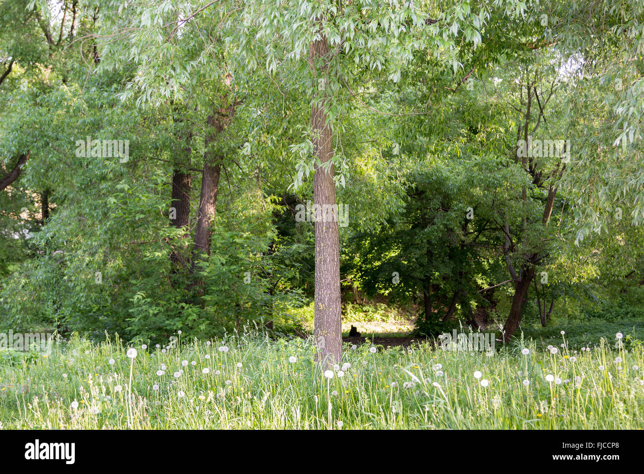 grass trees and bushes in the park Stock Photo