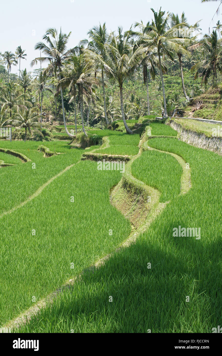 Rice field, Bali, Indonesia, Asia Stock Photo - Alamy