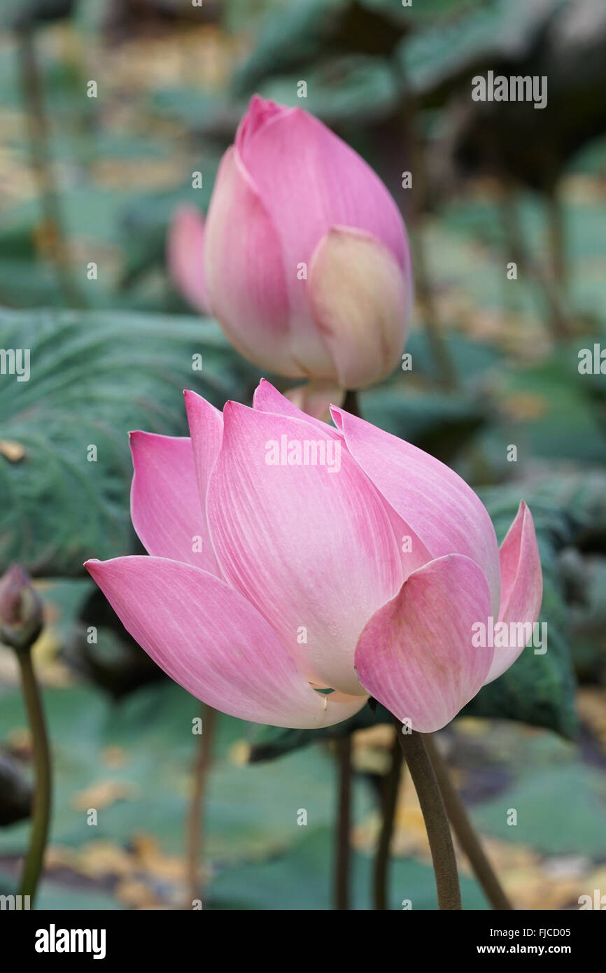 Lotus, flowers of Bali, Indonesia Stock Photo Alamy