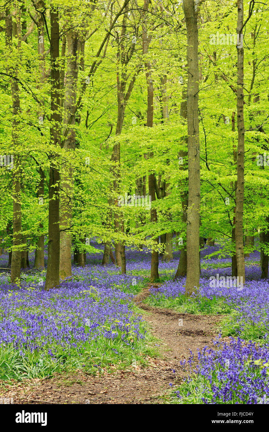 Blue Bells Though Aldbury Common , Ashridge, Hertfordshire Stock Photo