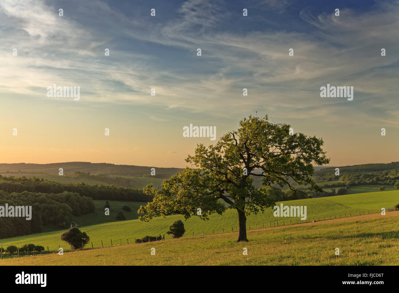 Lone tree at sunset and views across Goodwood countyside, West Sussex Stock Photo