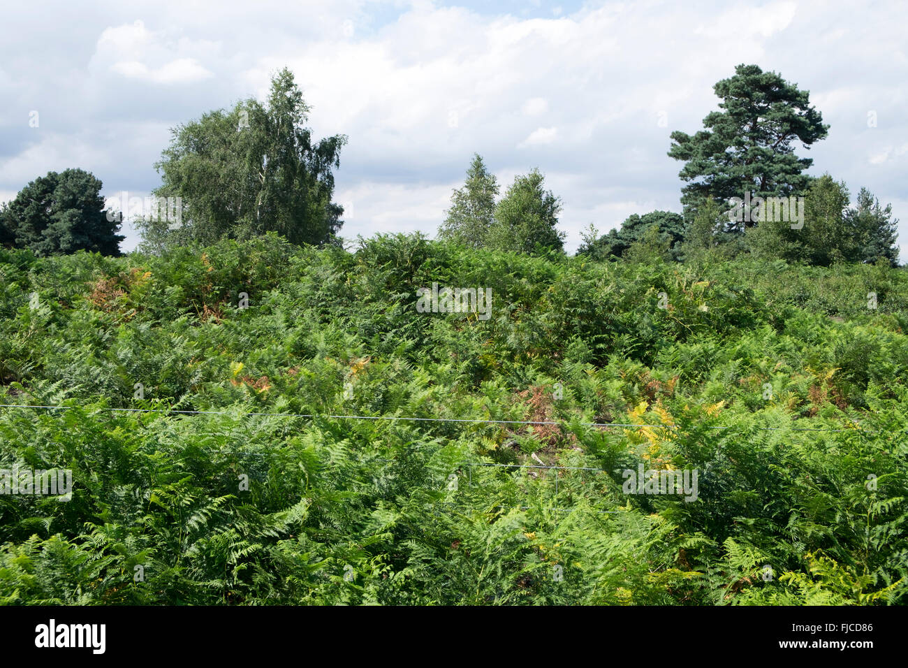 Wired fence covered in foliage, Sutton Heath, Suffolk, UK. Stock Photo