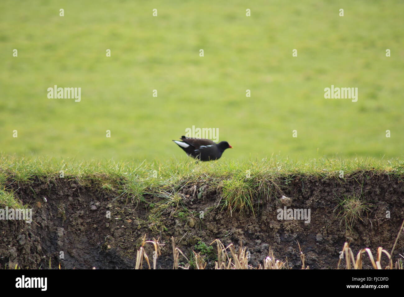 bird on canal bank Stock Photo