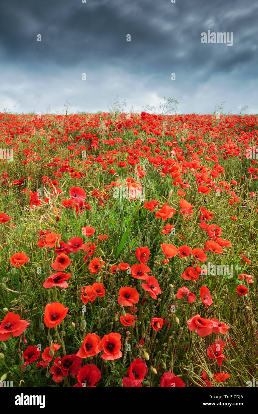 Sussex Poppies. Stock Photo