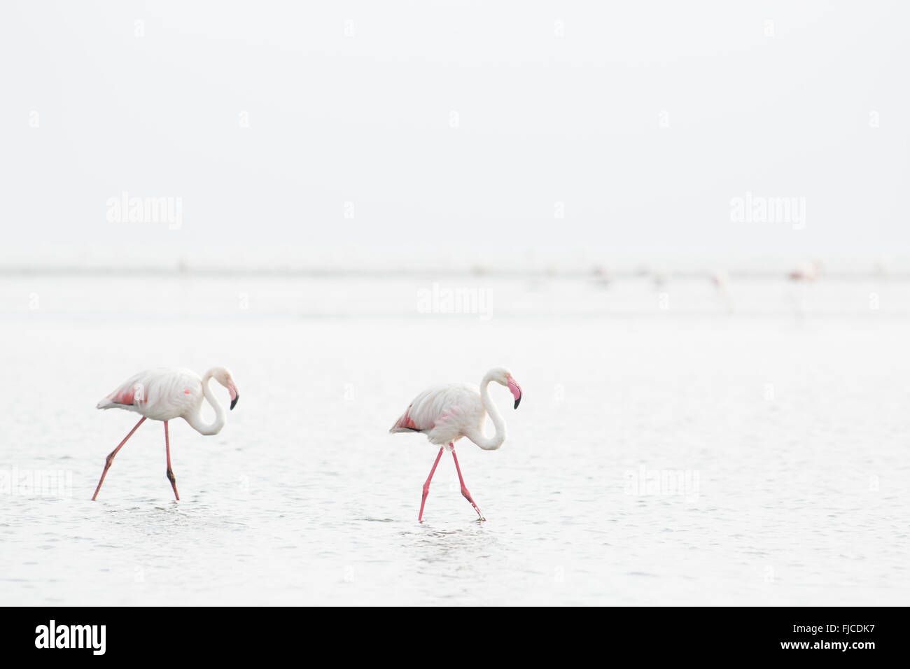 Flamingos feeding at a wetland Stock Photo