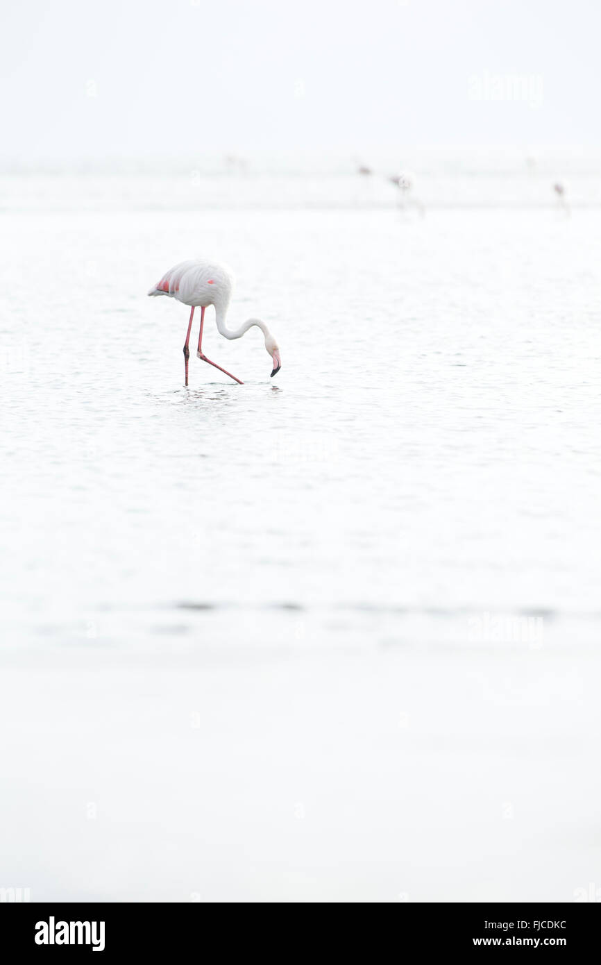 Flamingos feeding at a wetland Stock Photo