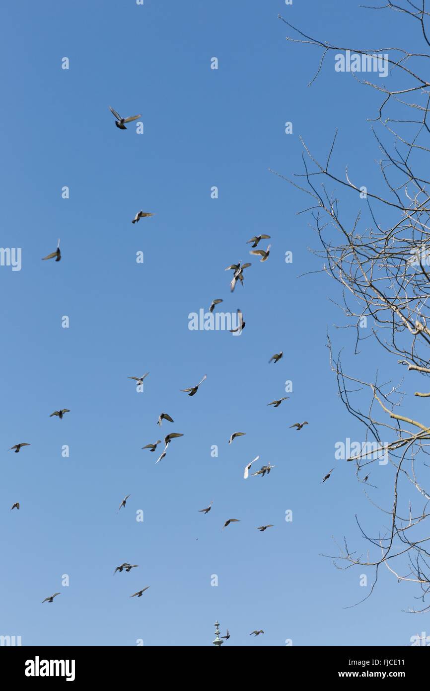 A flock of birds in the blue with no clouds Stock Photo