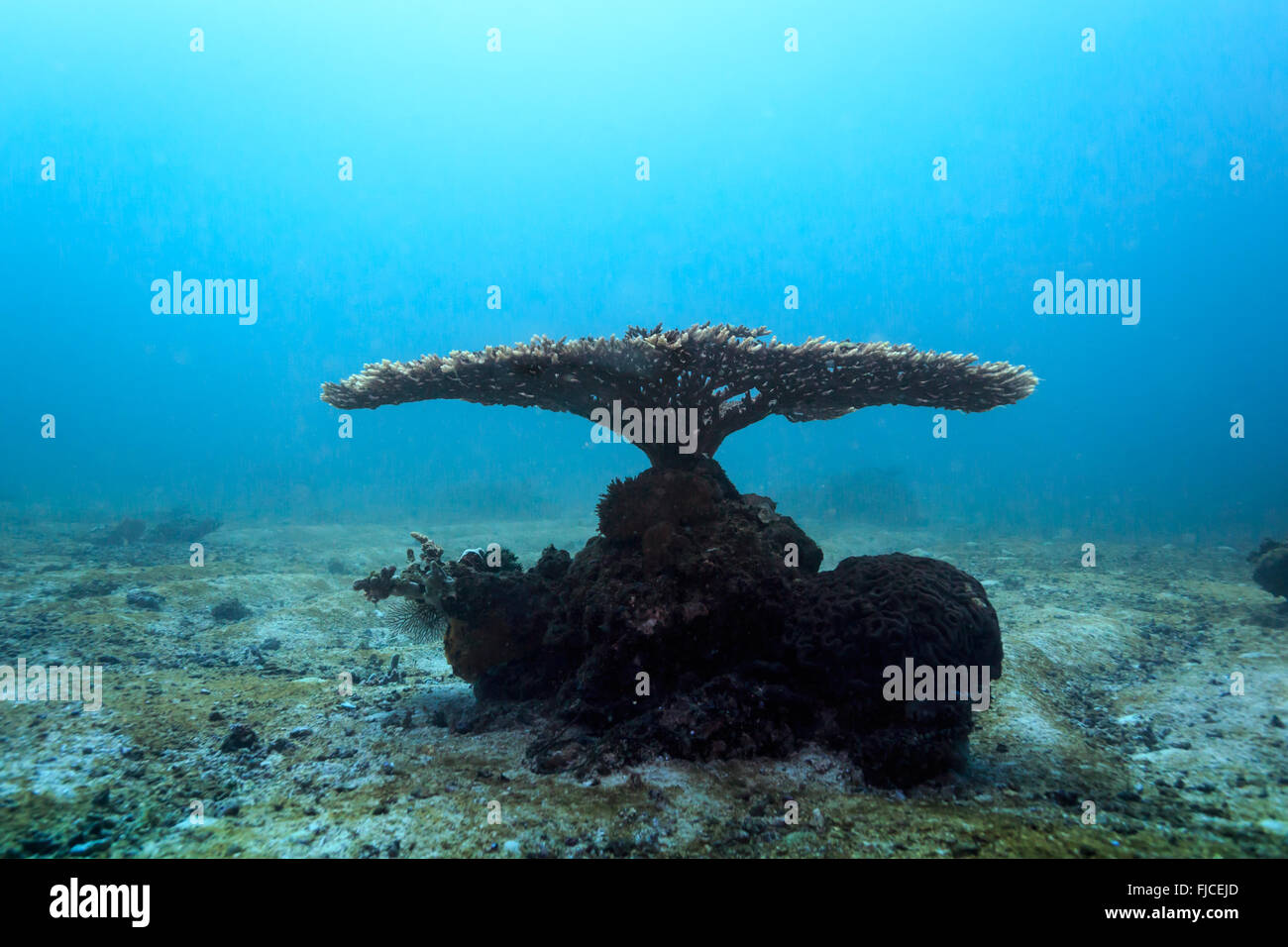 Tree like coral hi-res stock photography and images - Alamy