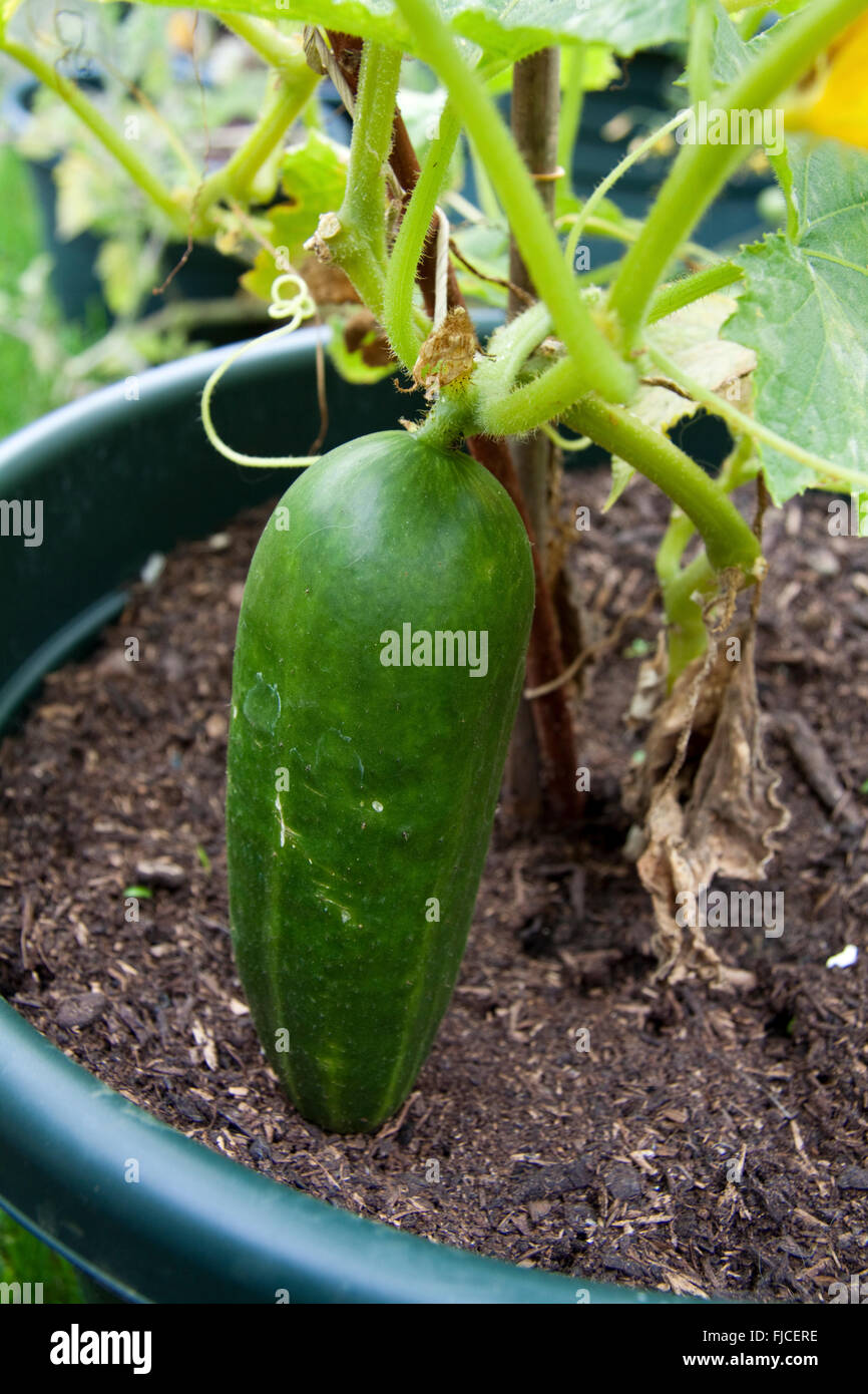 Cucumber in Green Bucket Stock Photo Alamy