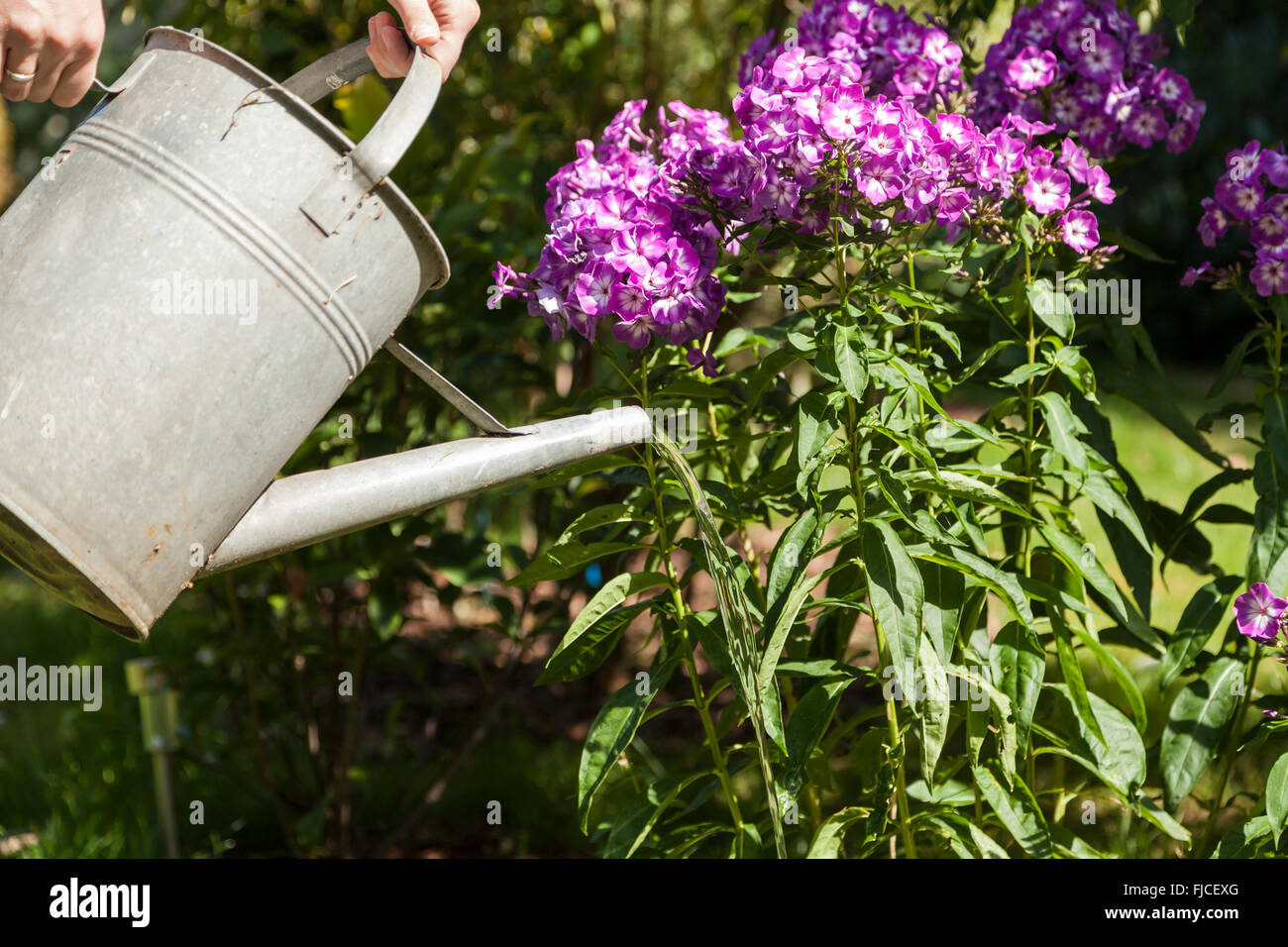 Watering can and flowers Stock Photo Alamy