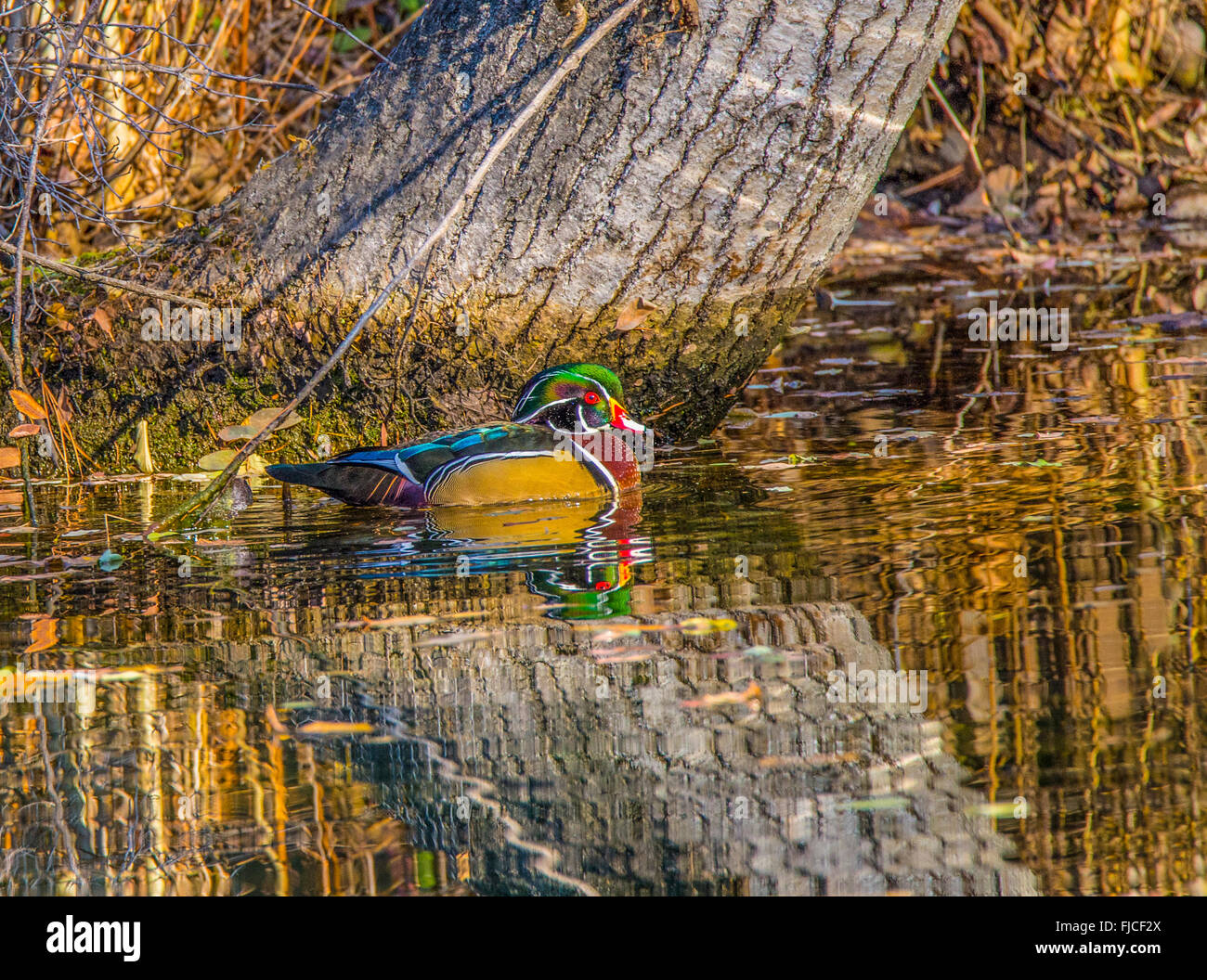 Colorful Male Wood Duck reflecting in wooded pond, USA Stock Photo