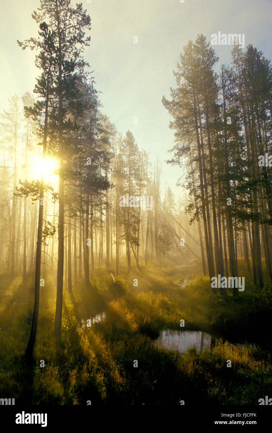 Morning mist with light peeping through a lodge pole pine forest and marsh pools. Harriman State Park, Idaho, USA Stock Photo
