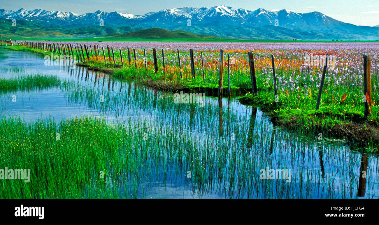 Camas Wildflowers in the spring with rustic wooden fence line.Snow Covered Smokey Mountains in background. Idaho, USA Stock Photo