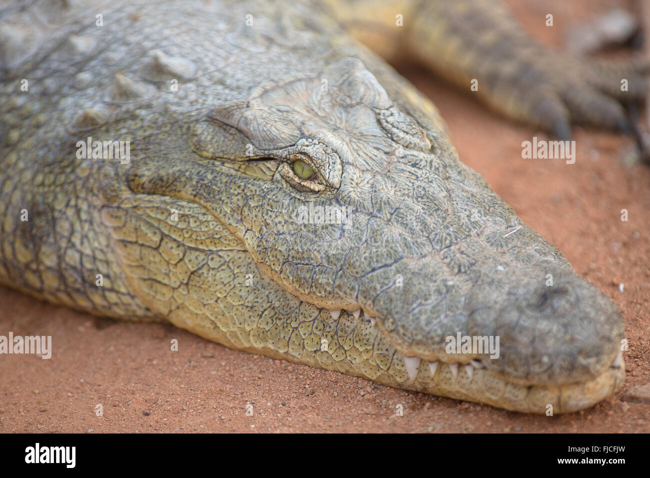 A Crocodile rests on the banks of the Chobe River Stock Photo