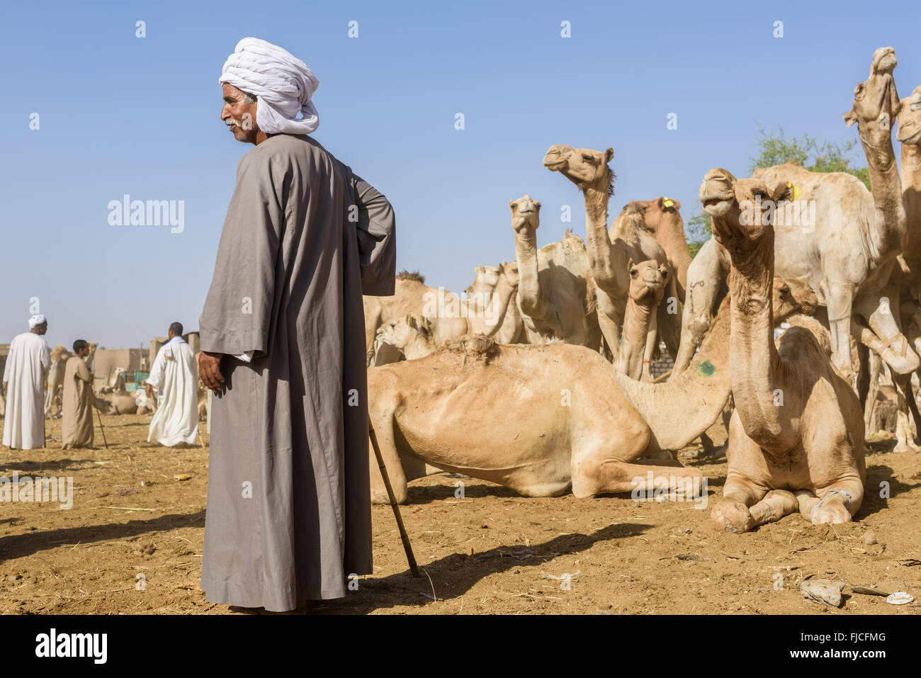 Camel herder watching his animals while waiting for future buyers at a camel market. Stock Photo