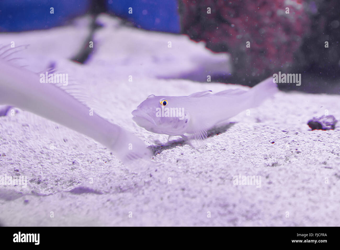 Closeup  of a tropical redtail catfish, swimming in an aquarium. Stock Photo