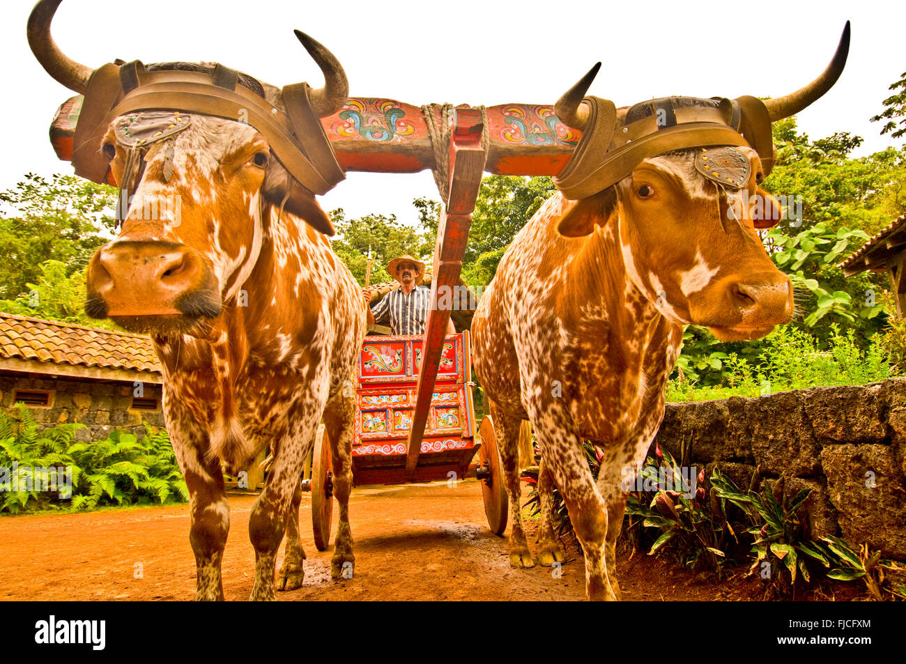 OXEN BULLS pulling colorful hand painted Sarchi Ox Cart, Boyero-Cowboy steering the bulls. La Paz Gardens, Costa Rice Stock Photo