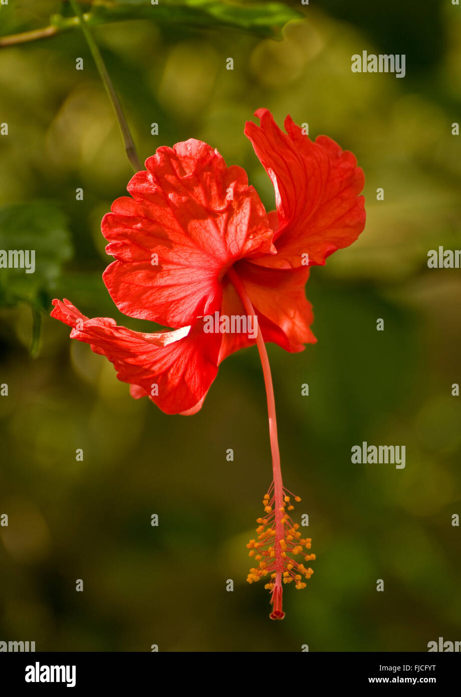 Red Hibiscus Flower in rainforest jungle setting, Costa Rica Stock Photo