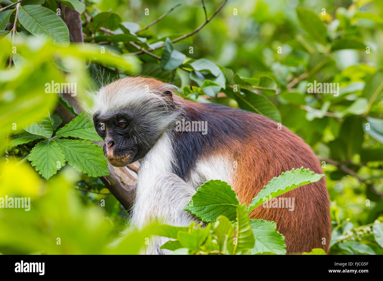 Endangered Zanzibar red colobus monkey (Procolobus kirkii), Jozani forest, Zanzibar Stock Photo