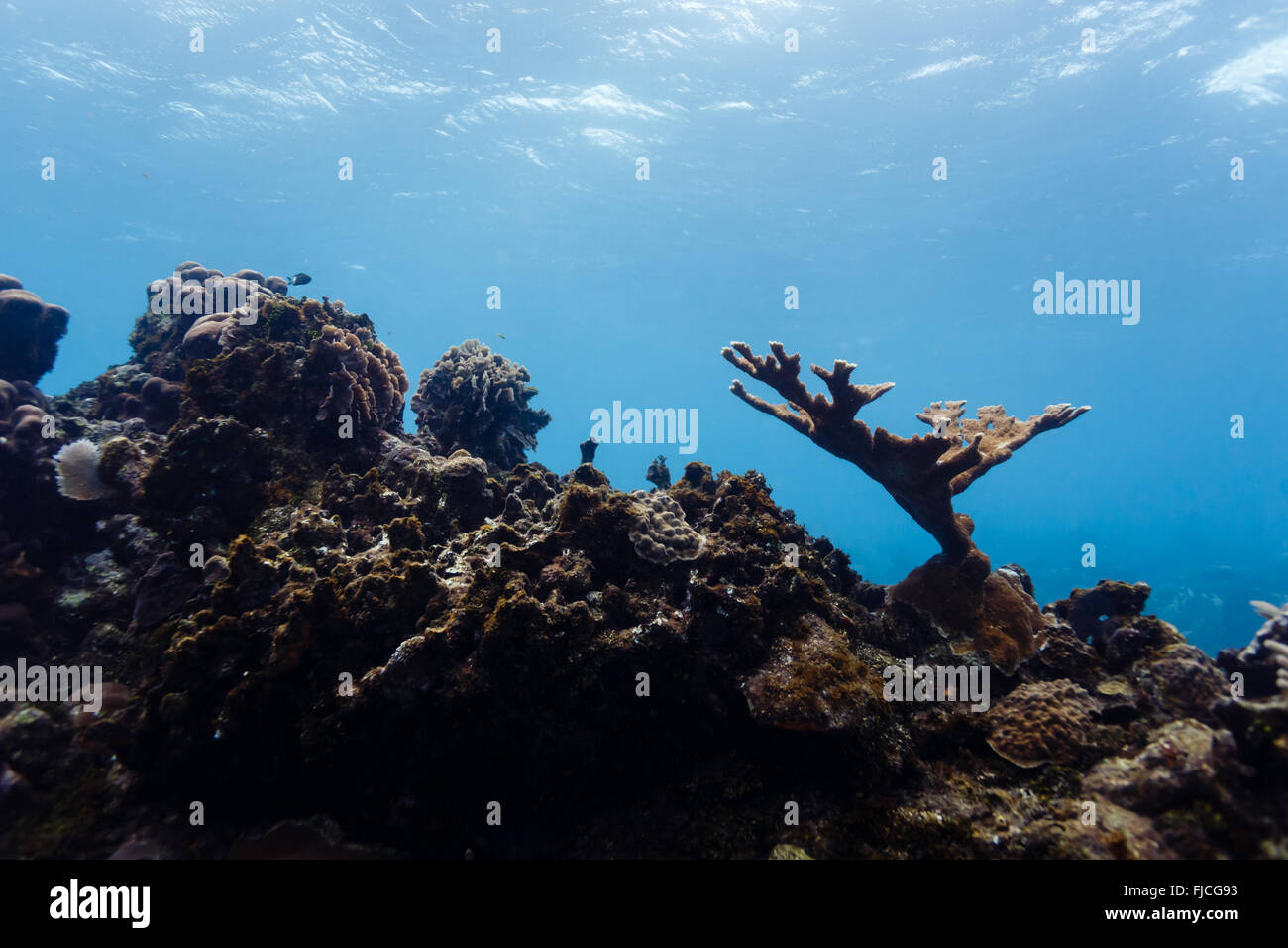 Elkhorn coral, ,  Acropora palmata,  , rising high above coral reef in Caribbean Stock Photo