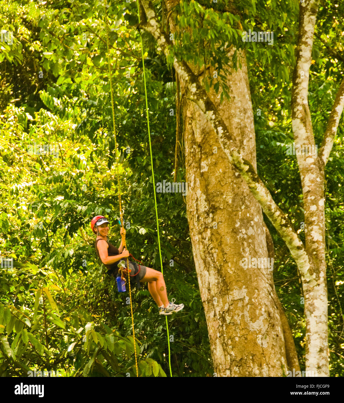 Woman repelling down jungle tree on zip line canopy tour, Pacuare River