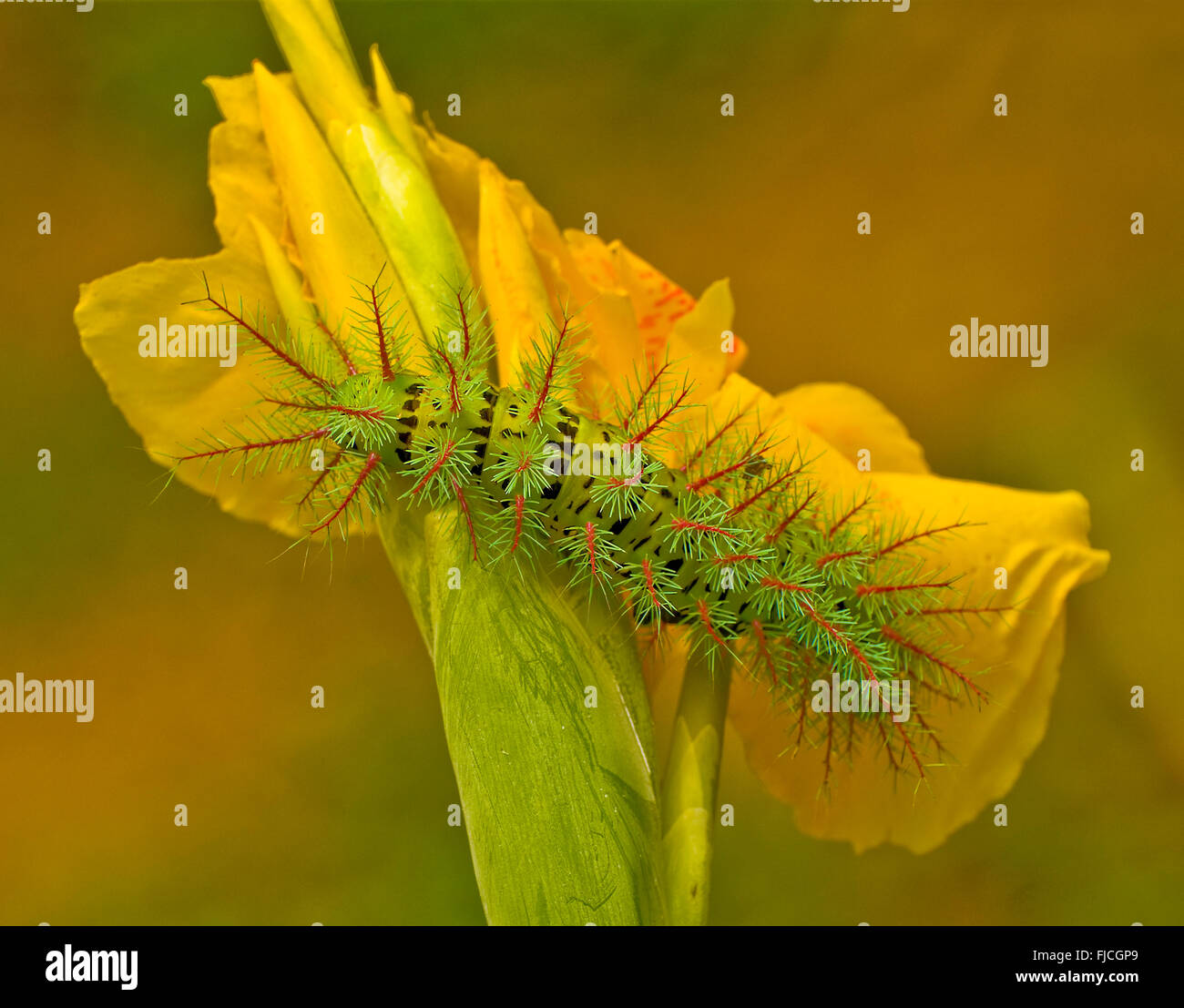 Wildlife, Insects, Catepillar on yellow flower, Pacure River, Costa Rica Stock Photo