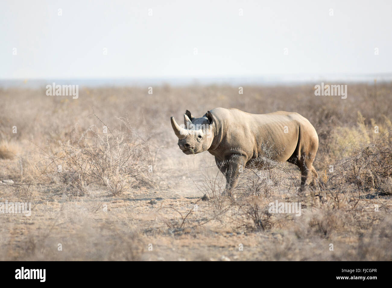 A Black Rhino Stock Photo