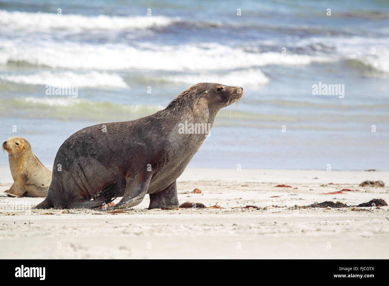 Australian sea lion (Neophoca cinerea) on the beach at Seal Bay, Kangaroo Island, South Australia, Australia. Stock Photo