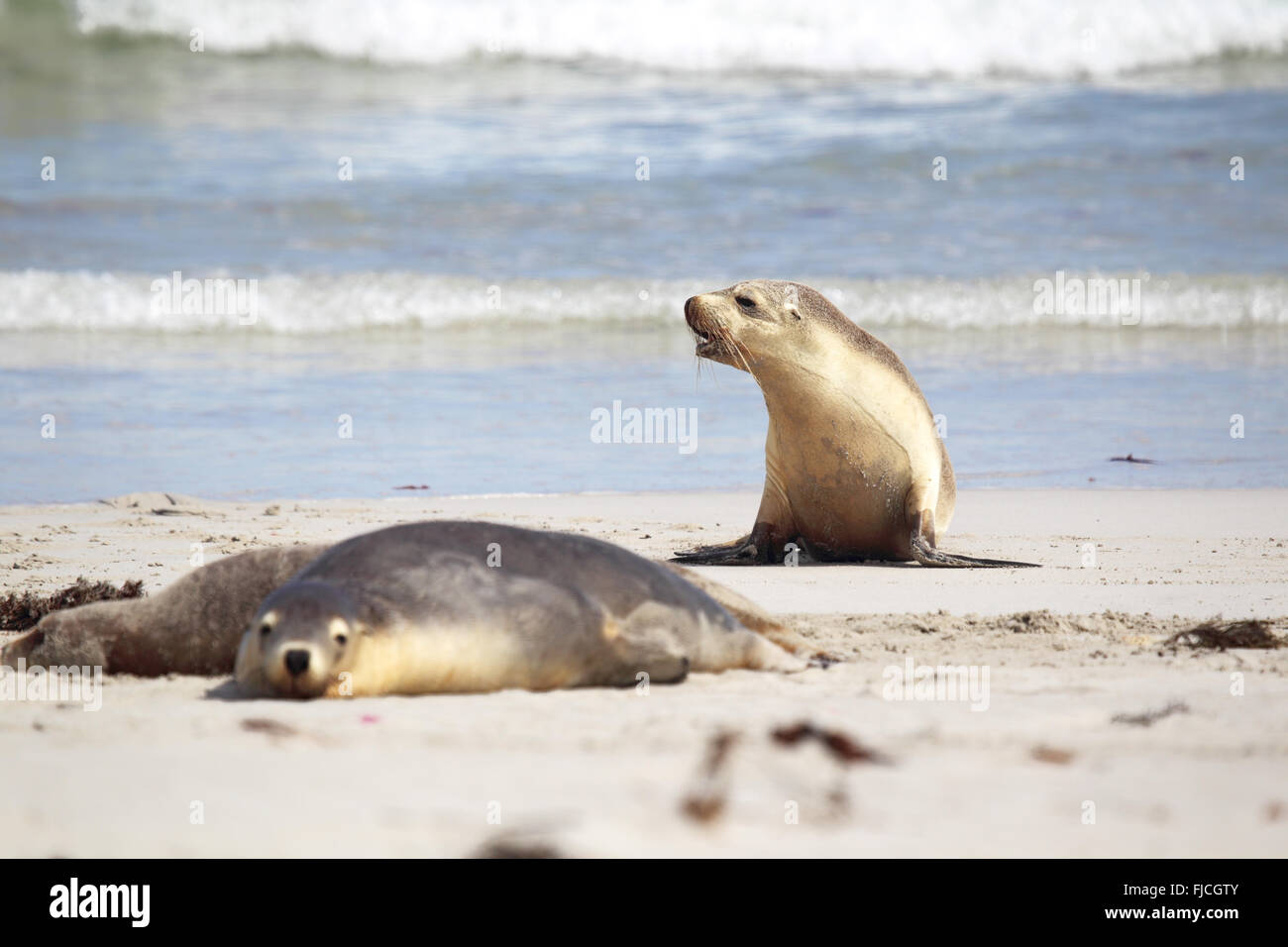 Australian sea lions (Neophoca cinerea) on the beach at Seal Bay, Kangaroo Island, South Australia, Australia. Stock Photo