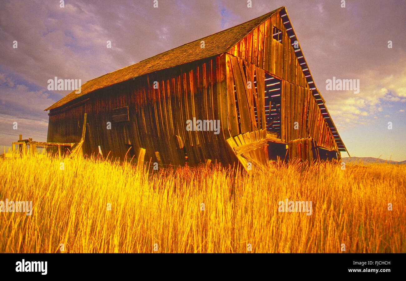 Old Rustic Wooden Barn in field of Golden Wheat, Camas Prairie near Fairfiled, Idaho, USA Stock Photo