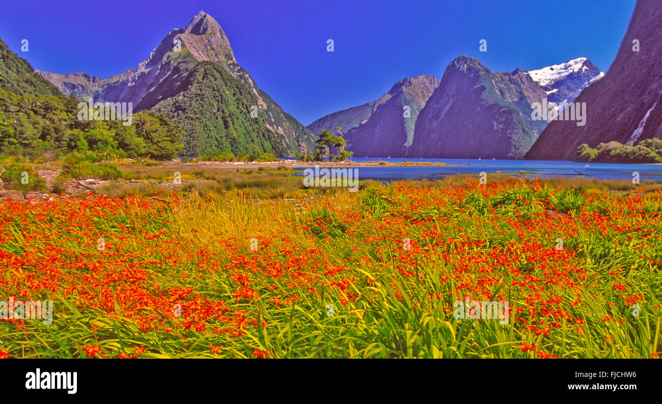 Milford Sound covered with Red Crocosmia Mountain Flowers. South Island, New Zealand Stock Photo