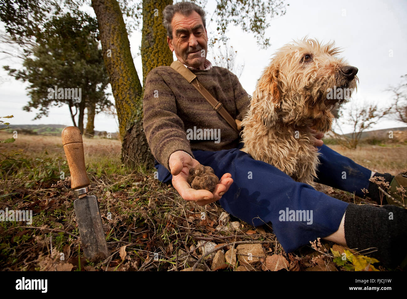 Dog looking for truffles. Unzué, Valdorba, Navarre. Spain Stock Photo