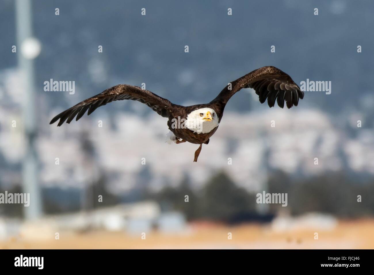 Spirit, a 20 year old Bald eagle flies during research at the National